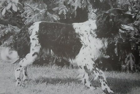 picture of dog