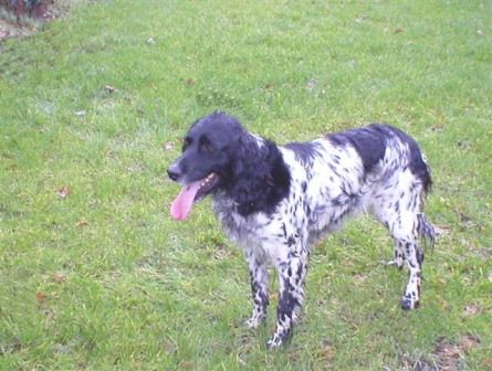 picture of dog