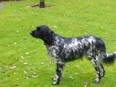 picture of dog