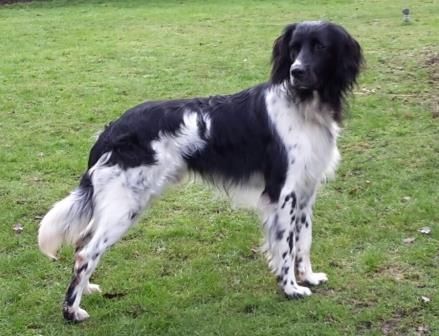 picture of dog