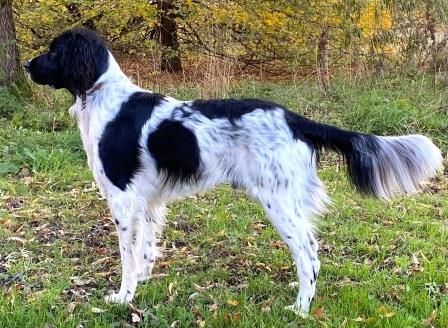 picture of dog