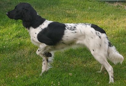 picture of dog