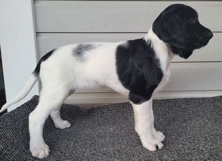 picture of dog