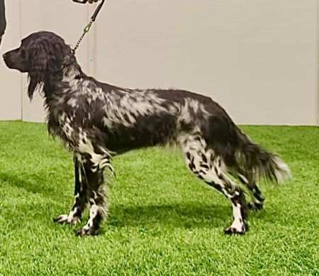 picture of dog