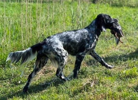 picture of dog