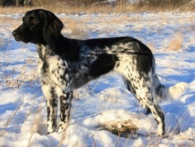 picture of dog
